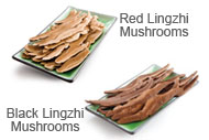Ganoderma Lucidum (Lingzhi Mushroom)